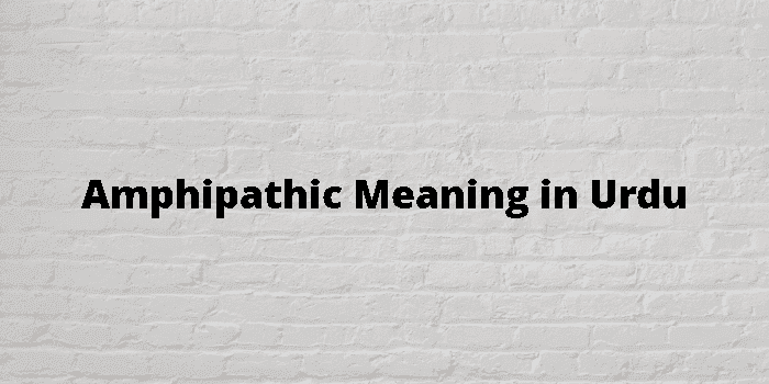 amphipathic