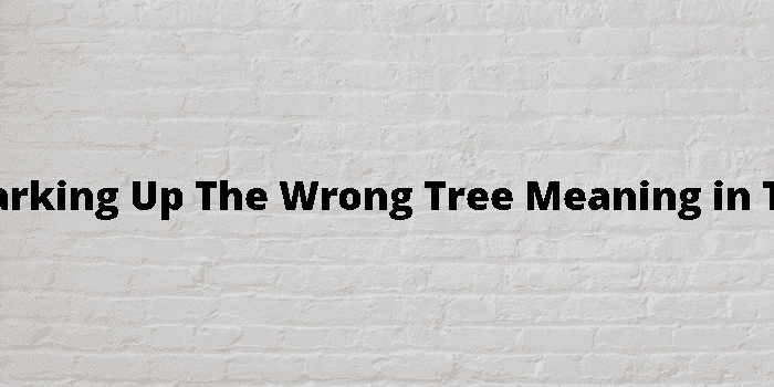 be barking up the wrong tree