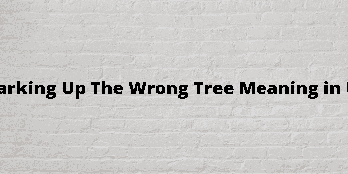 be barking up the wrong tree