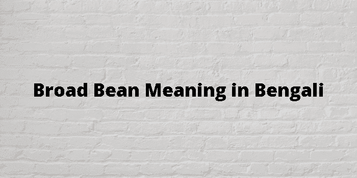 broad bean