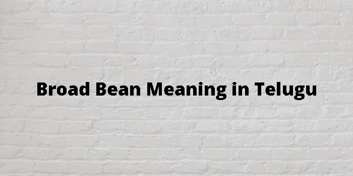 broad bean