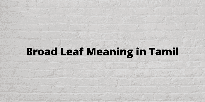broad leaf