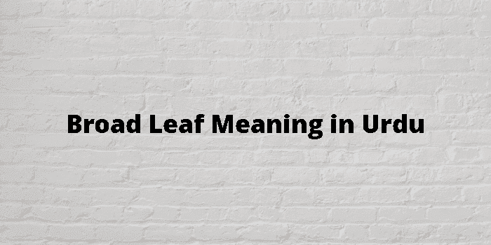 broad leaf