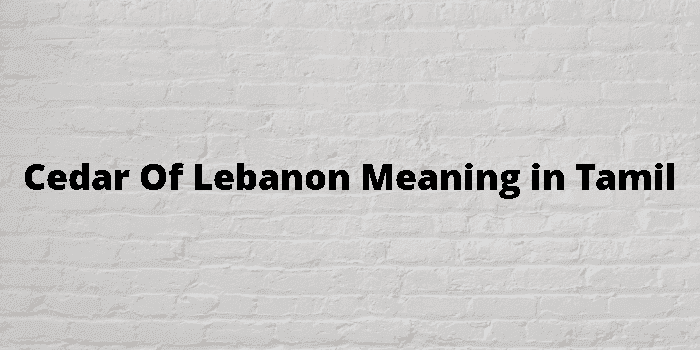 cedar of lebanon