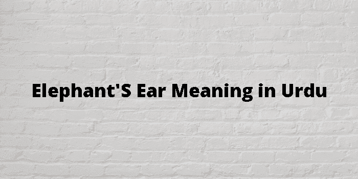 elephant's ear