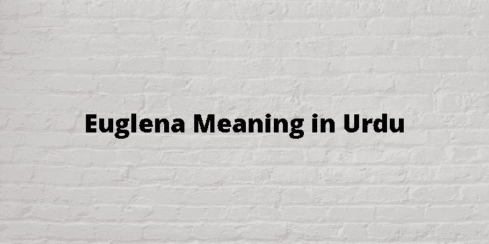 euglena-meaning-in-urdu