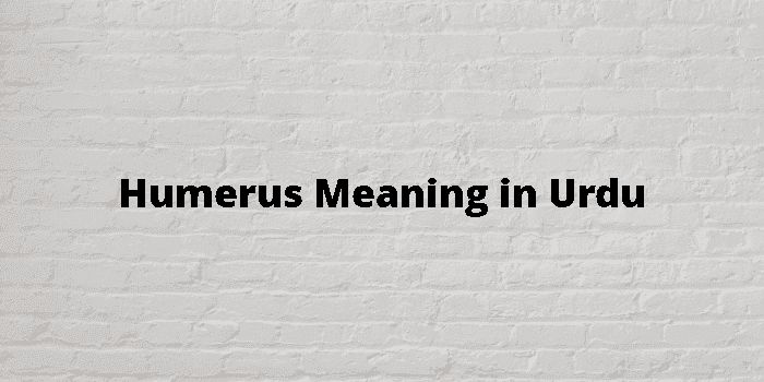 humerus-meaning-in-urdu