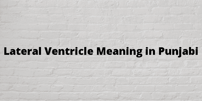 lateral ventricle