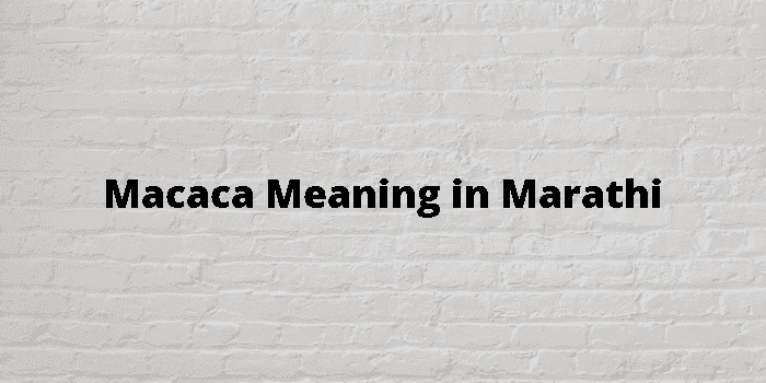 macaca