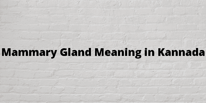 mammary gland