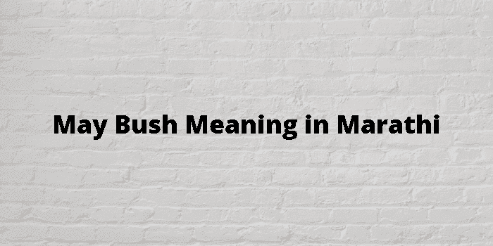 may bush