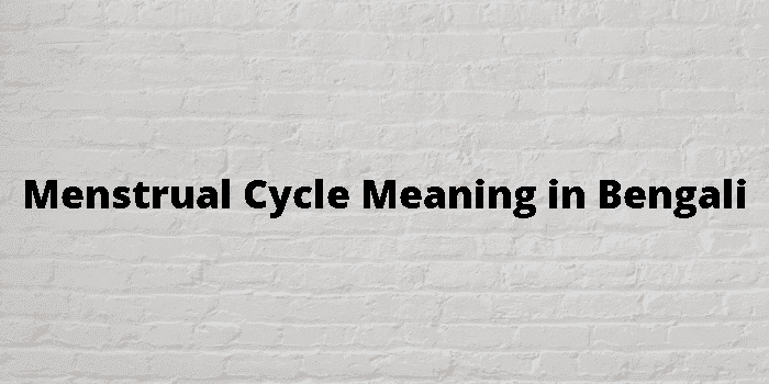 menstrual cycle