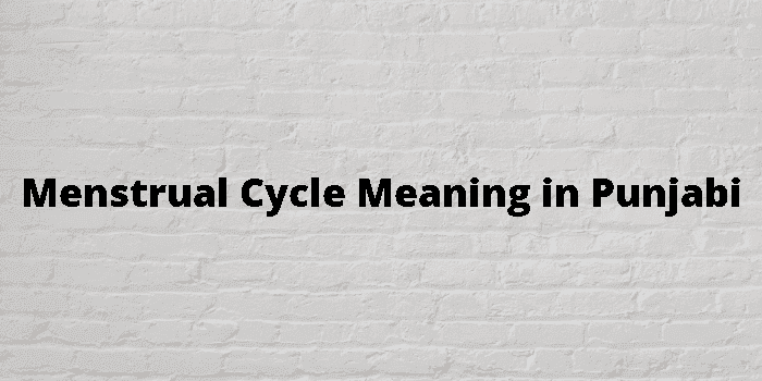 menstrual cycle