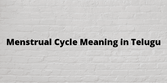 menstrual cycle