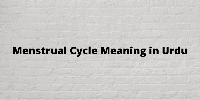 menstrual cycle