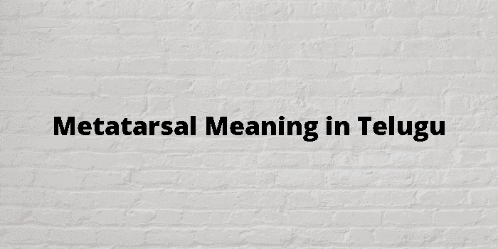 metatarsal