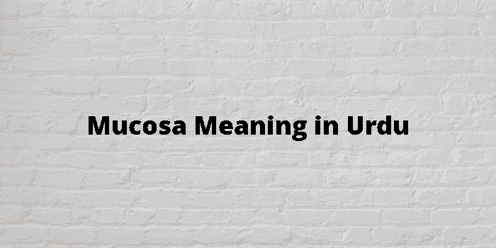 mucosa-meaning-in-urdu