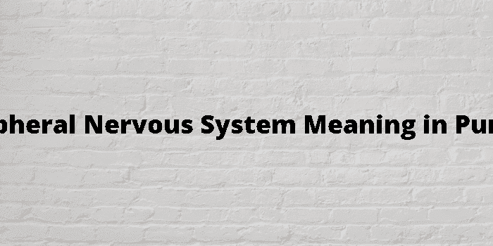 peripheral-nervous-system-meaning-in-punjabi