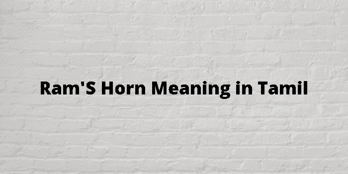 ram's horn