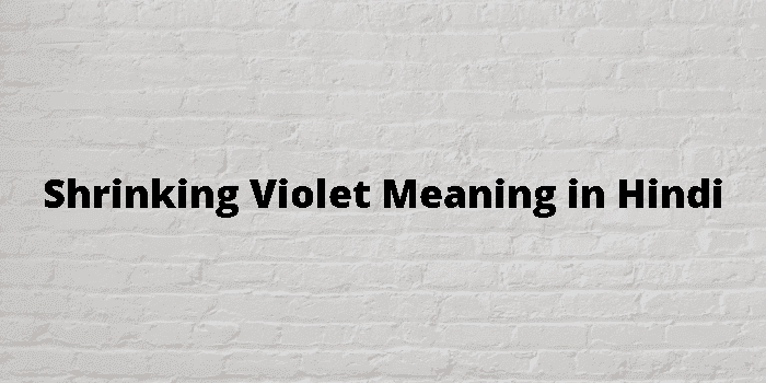 shrinking violet