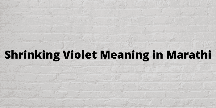 shrinking violet