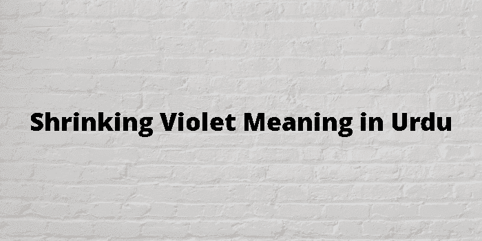 shrinking violet