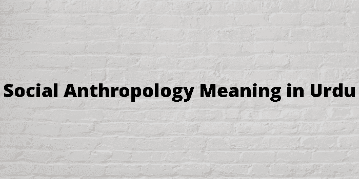 social anthropology