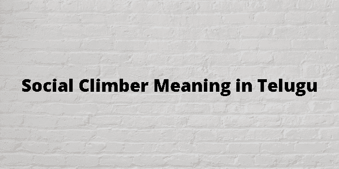 social climber