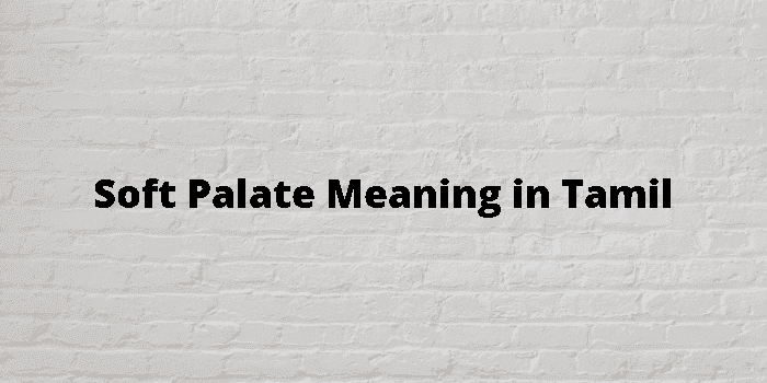 soft palate