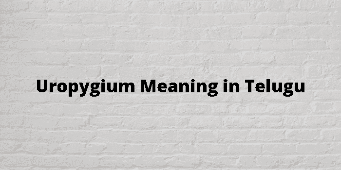 uropygium