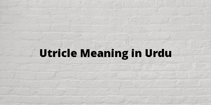 utricle