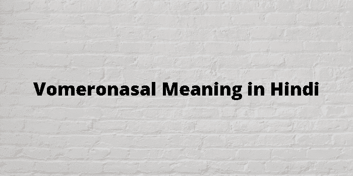 vomeronasal