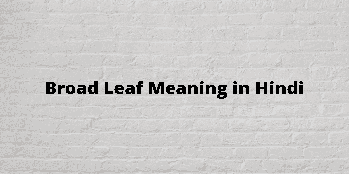 broad leaf