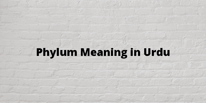 Phylum Meaning In Urdu - اردو معنی