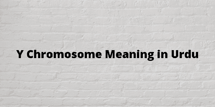 y chromosome